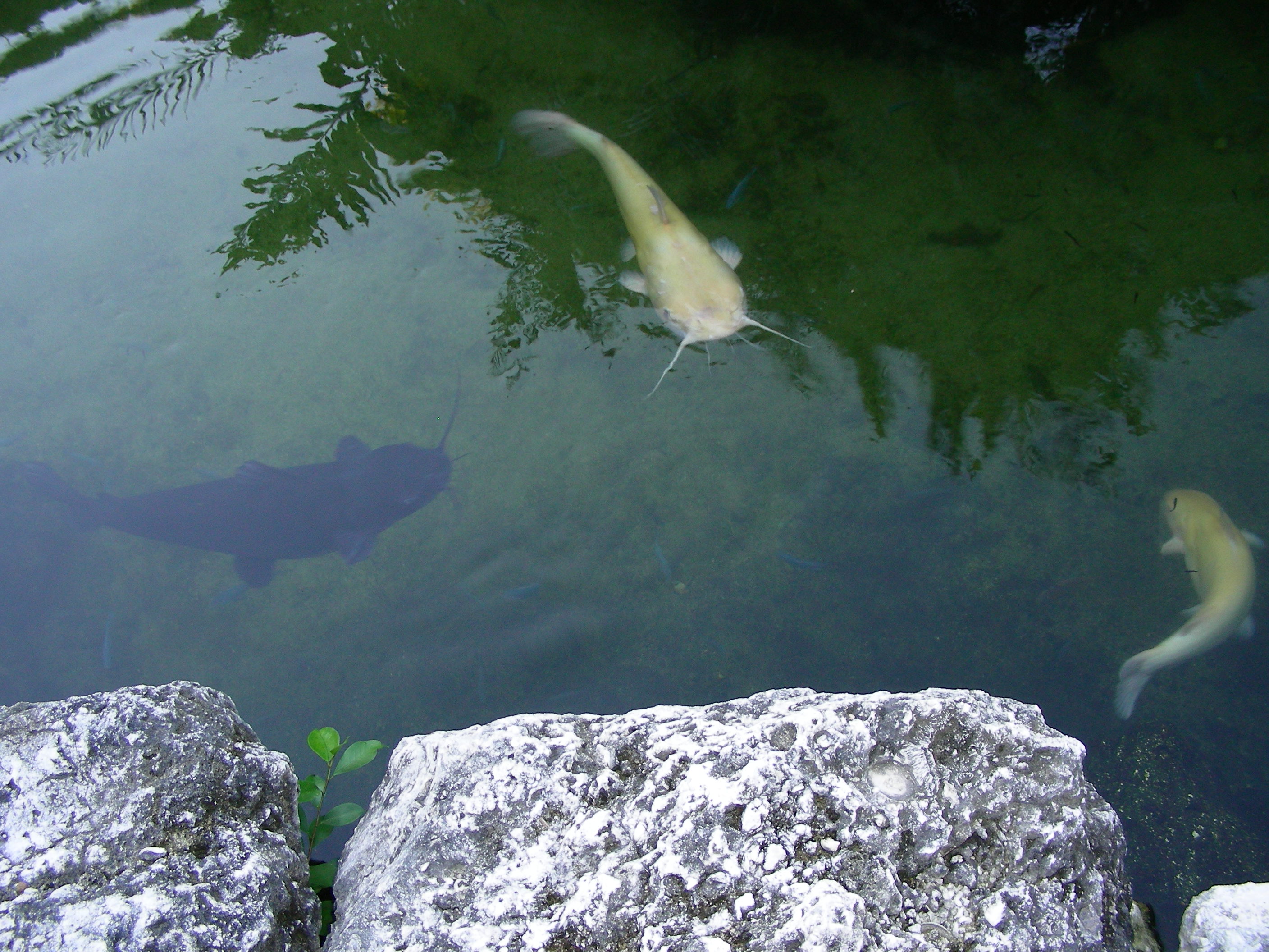 ./2006/Christmas/Parrot Jungle/DSCN0578.JPG